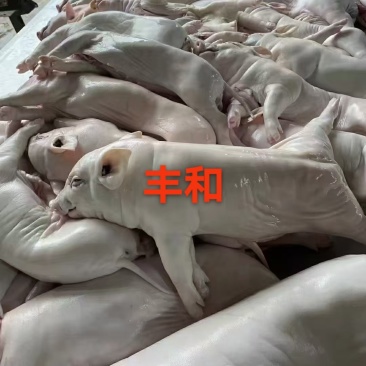 全国发货，大量供应乳猪
