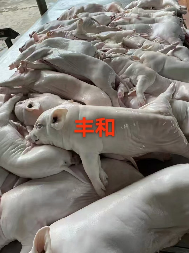 全国发货，大量供应乳猪