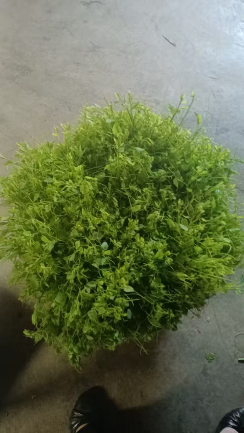 龙须菜大量上市，产地直发品质保证，服务周到，诚信经营
