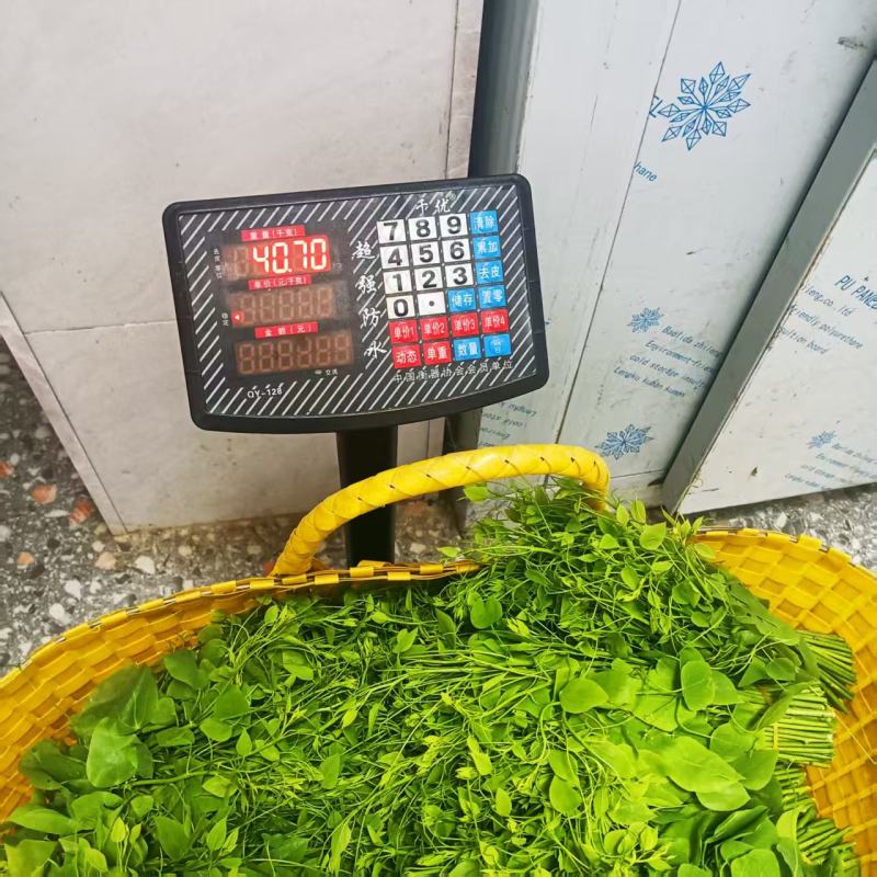 龙须菜大量上市，产地直发品质保证，服务周到，诚信经营