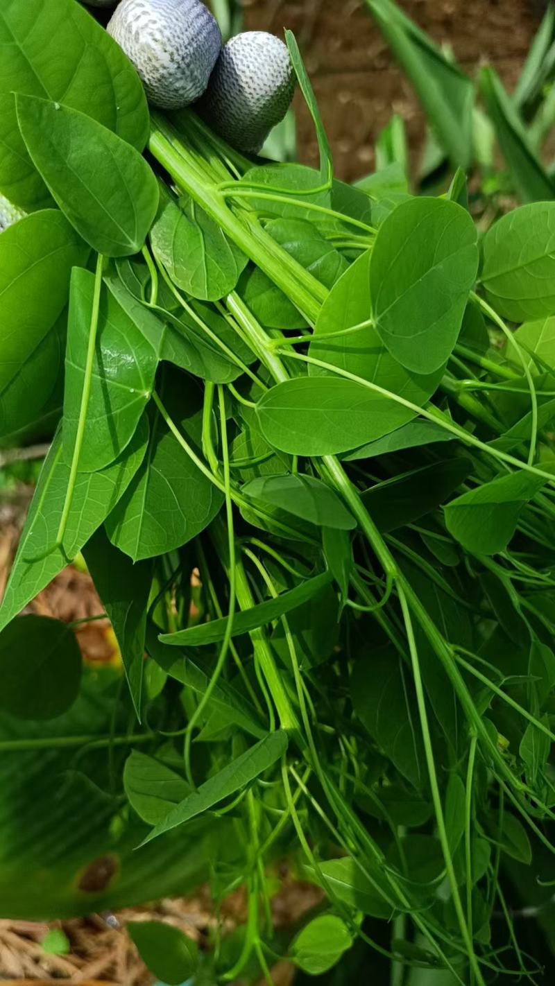 龙须菜大量上市，产地直发品质保证，服务周到，诚信经营