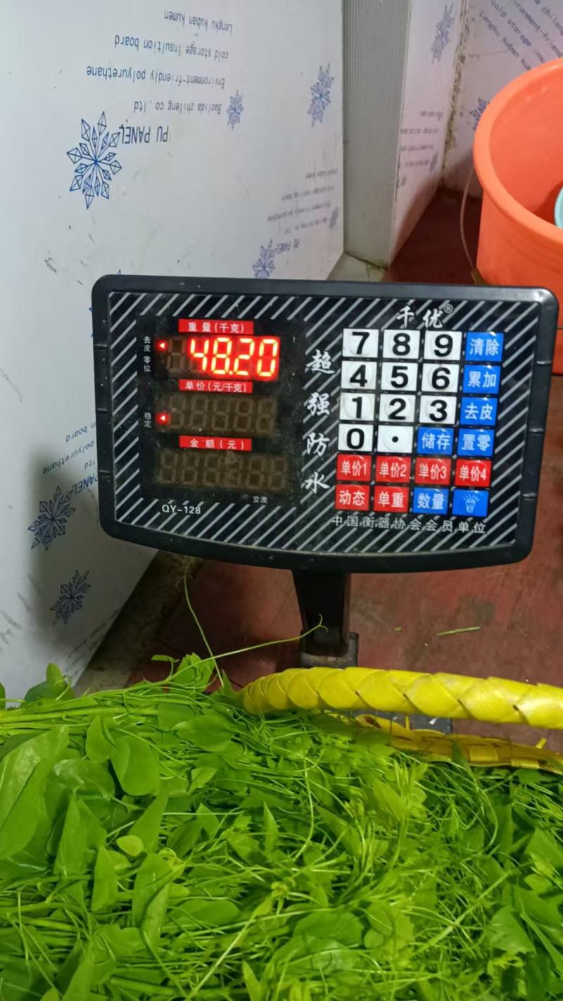 龙须菜大量上市，产地直发品质保证，服务周到，诚信经营