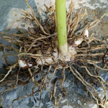 白芨大量有货产地直销全国通发一手货源价格实惠