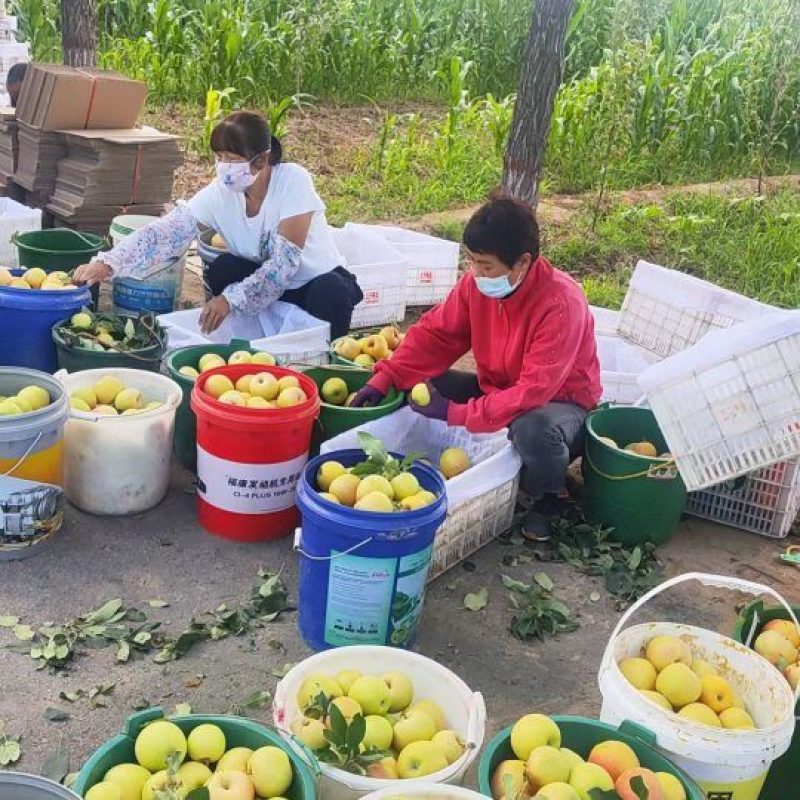 大量红黄白光果嘎啦苹果出售，货源多，价钱便宜