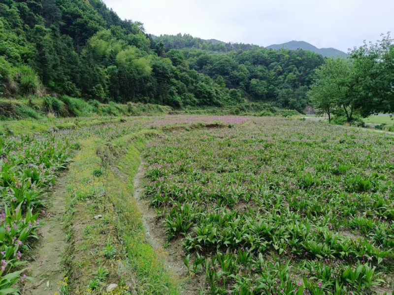 白芨大量有货产地直销全国通发一手货源价格实惠