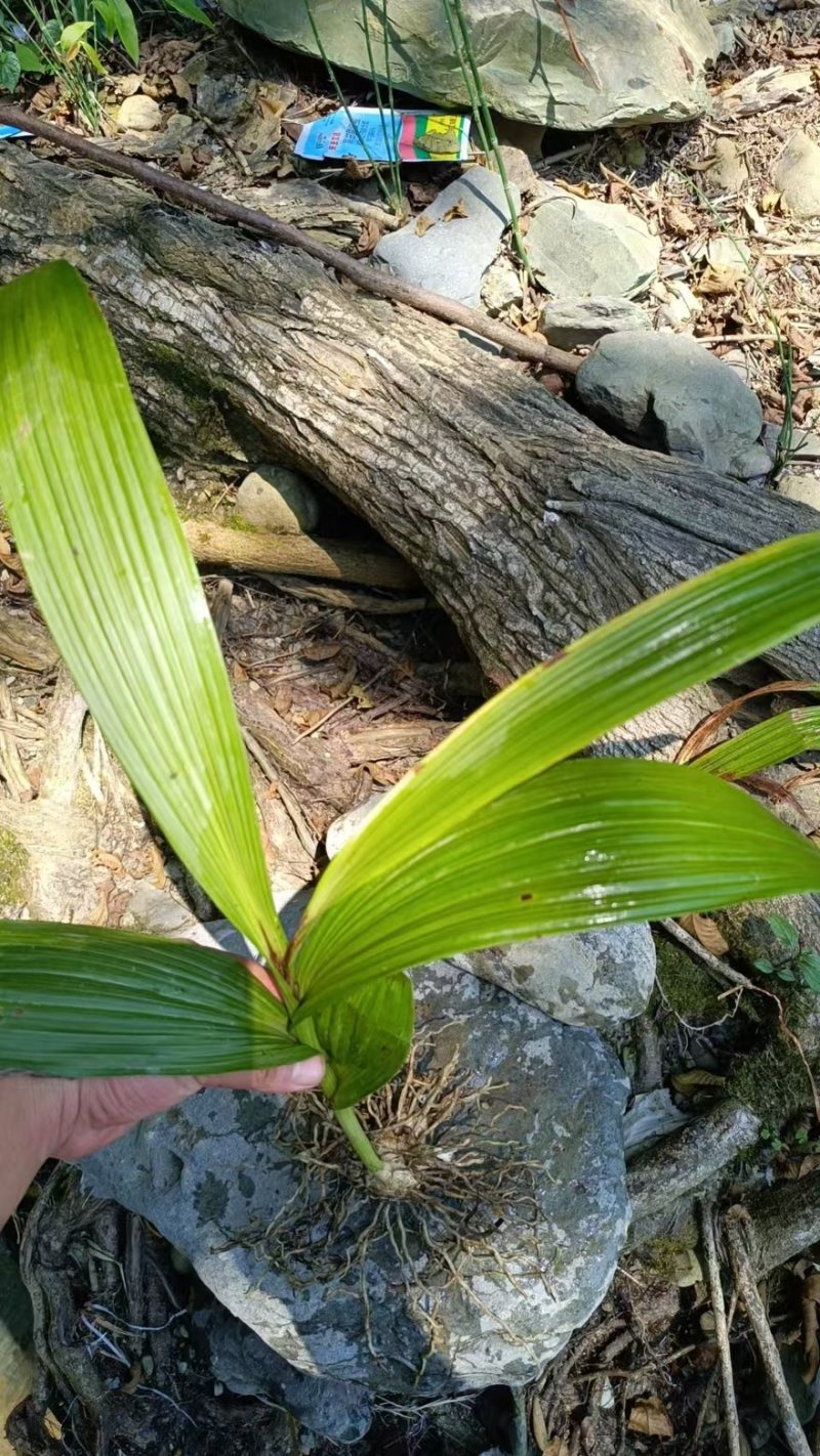 白芨大量有货产地直销全国通发一手货源价格实惠