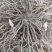 白芨大量有货产地直销全国通发一手货源价格实惠