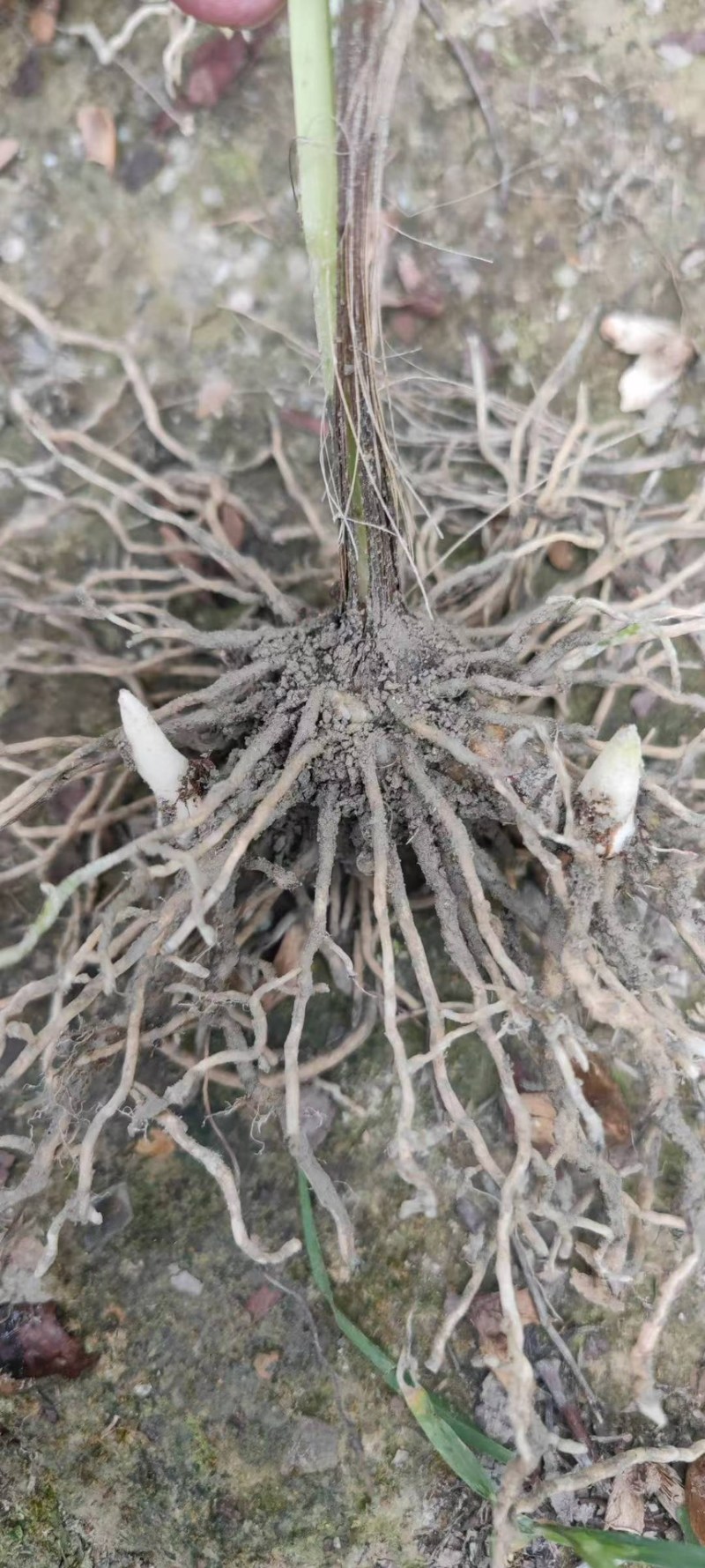 白芨大量有货产地直销全国通发一手货源价格实惠