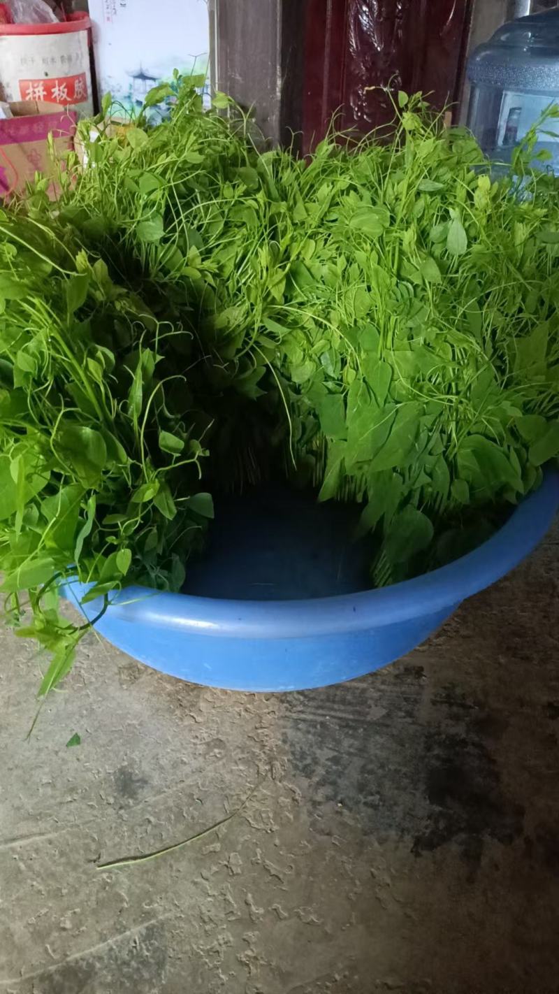 辣木苗大量上市，产地直发，品质保证，服务周到，诚信经营