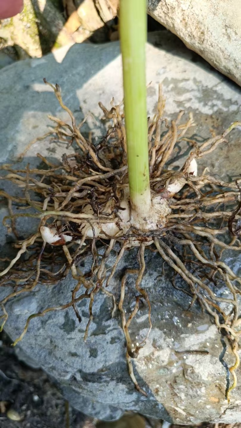 白芨大量有货产地直销全国通发一手货源价格实惠