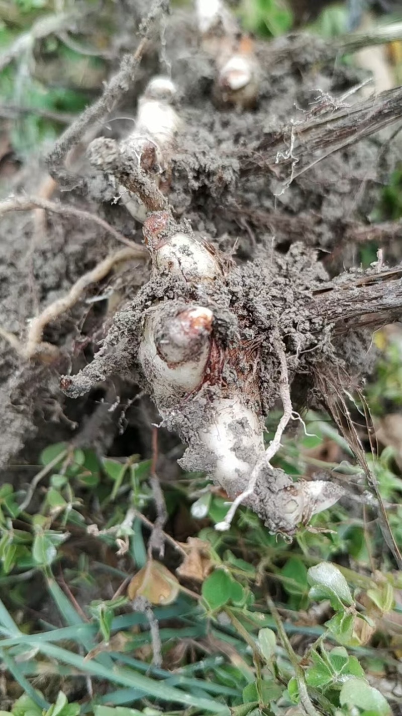 白芨大量有货产地直销全国通发一手货源价格实惠
