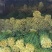 镇平精品韭菜自产自销