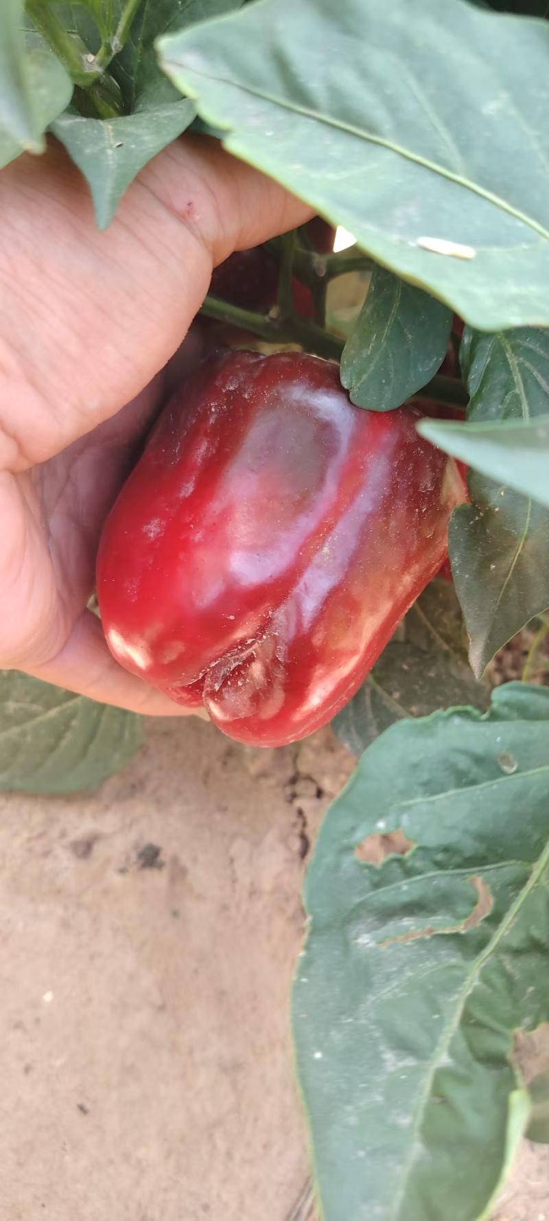 我是内蒙古巴彦淖尔红圆椒大量上市。