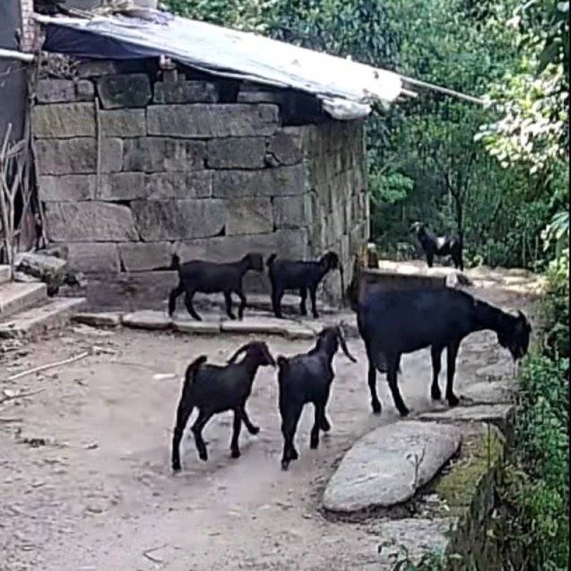 出售活羊