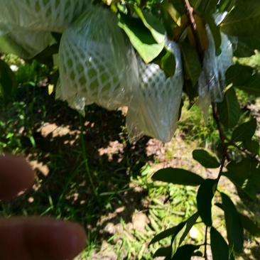 广东珍珠番石榴