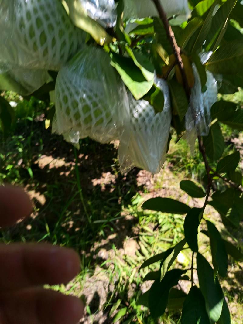 广东珍珠番石榴