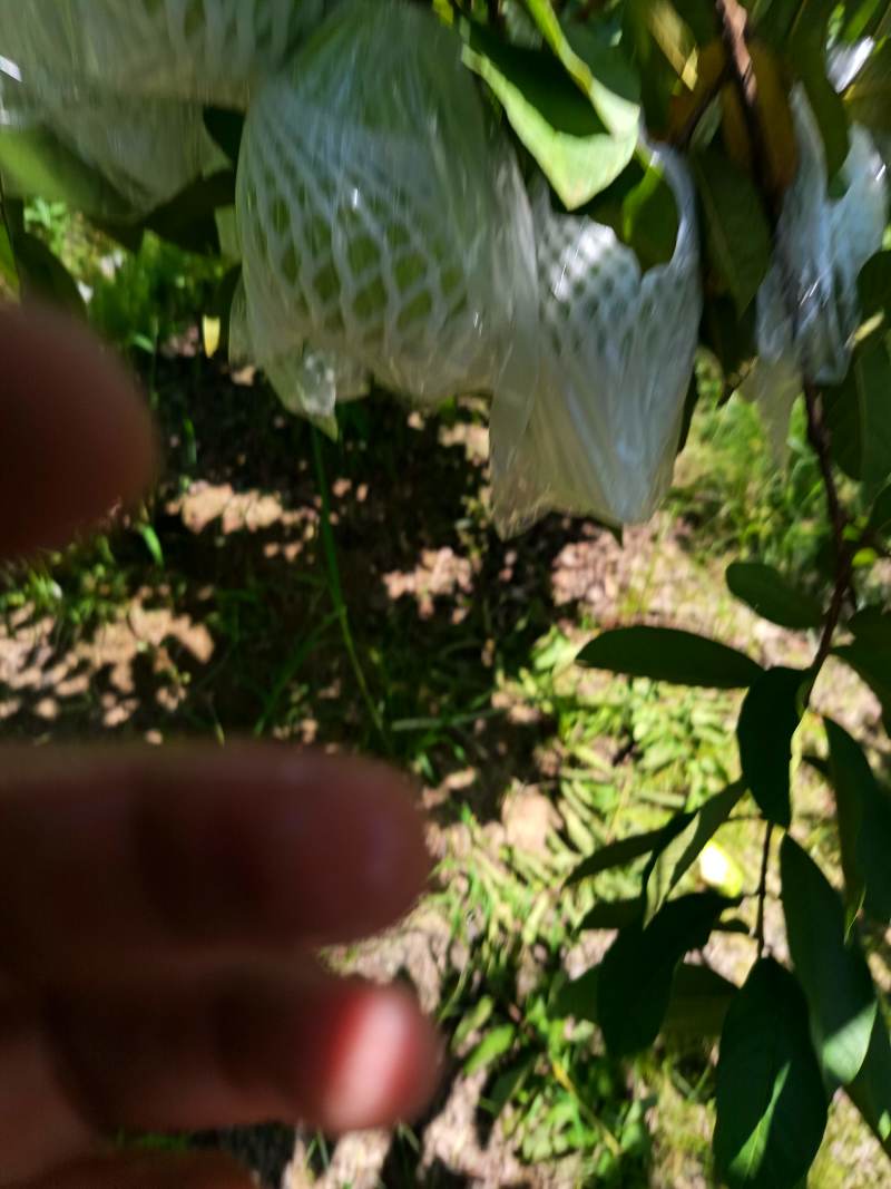 广东珍珠番石榴
