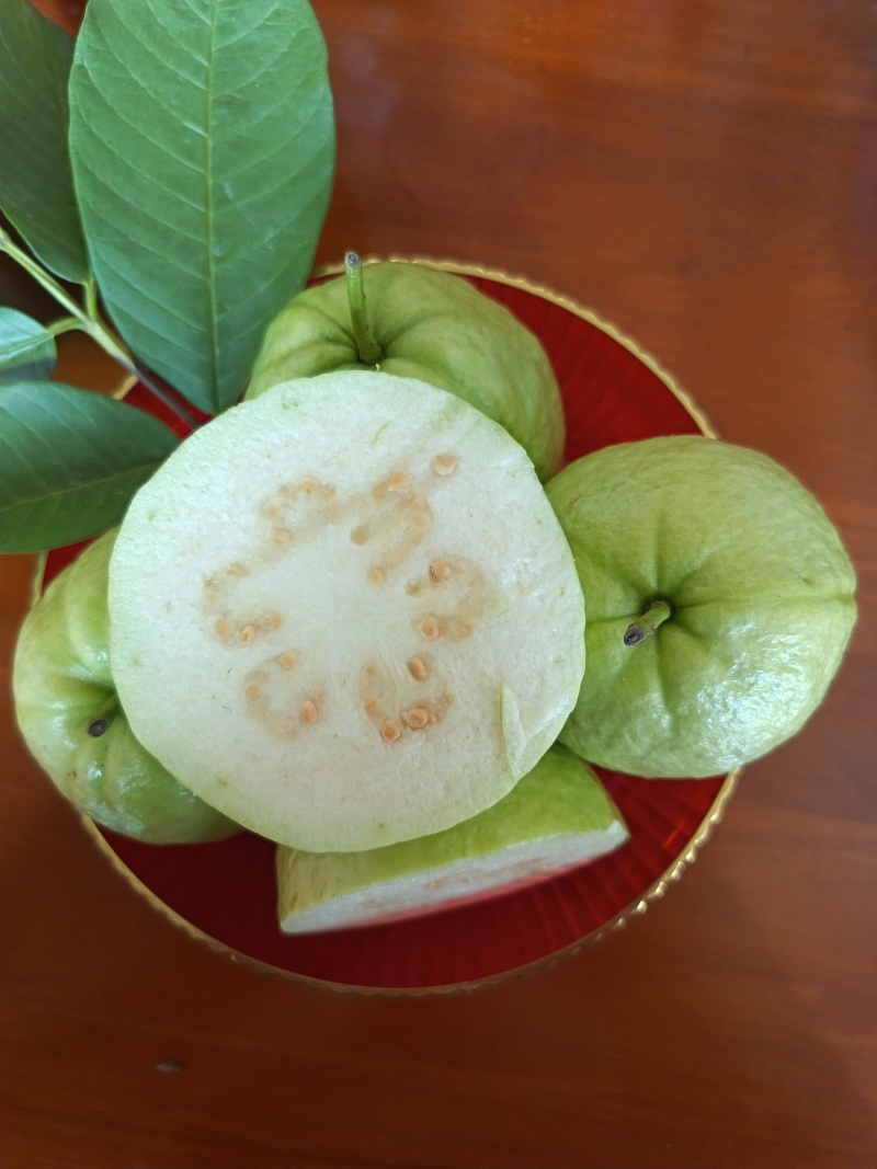 广东珍珠番石榴