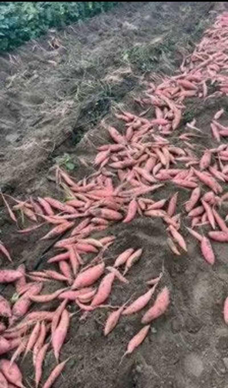 正宗沙地蜜薯