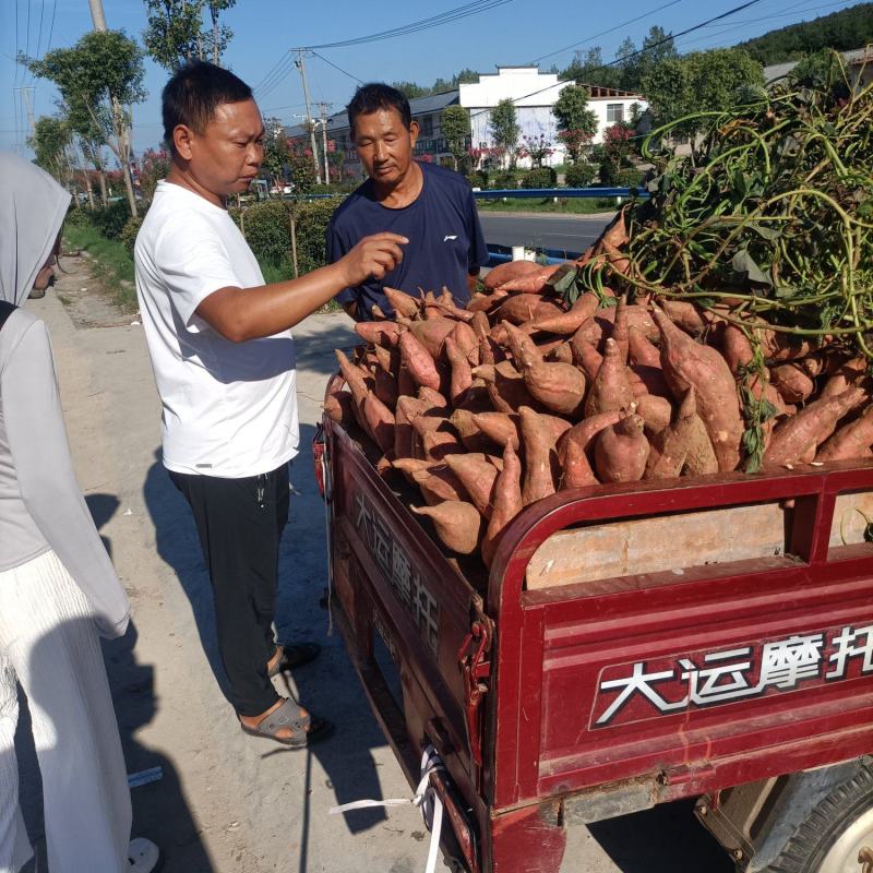 瓦岗丘陵地西瓜红薯