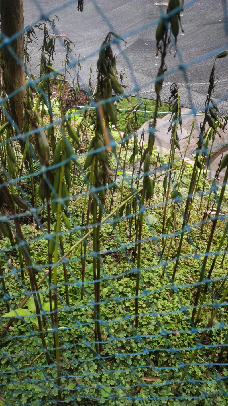 毛刺姑果夹