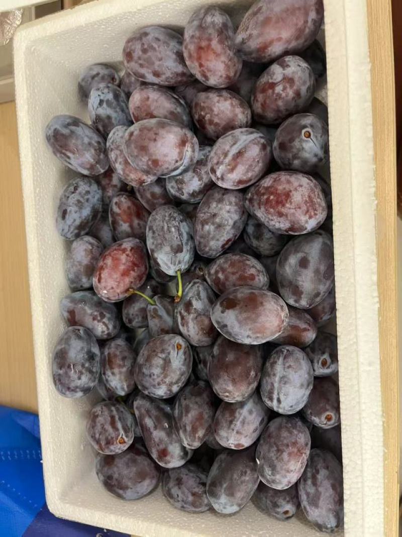 陕西省渭南市大荔县西梅李子，法兰西，红西梅，女神，大量供