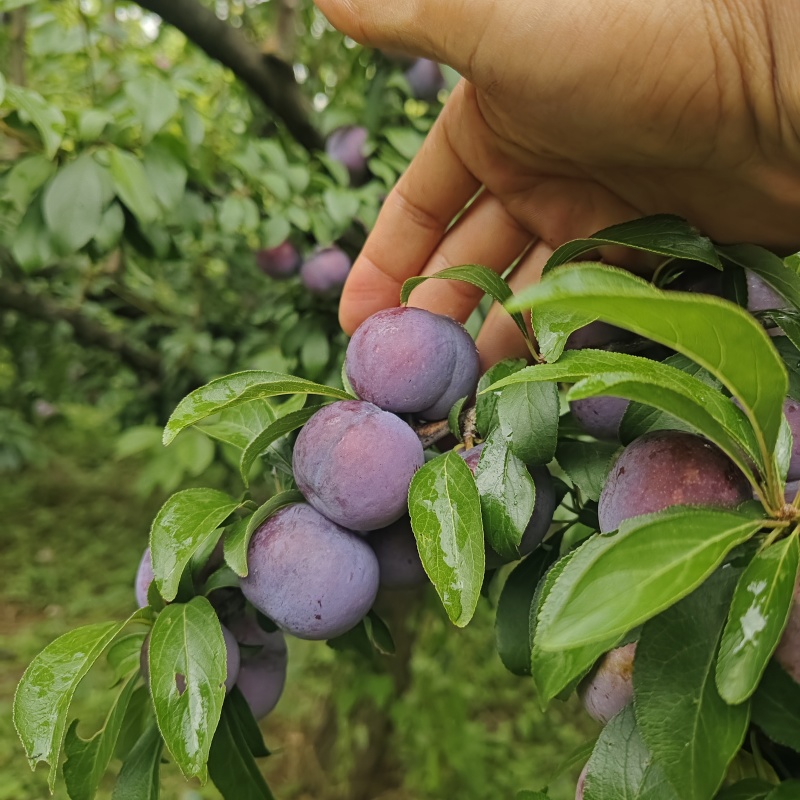 玫瑰红，五月脆，李子，大量上市，有需要的老板联系，量大从
