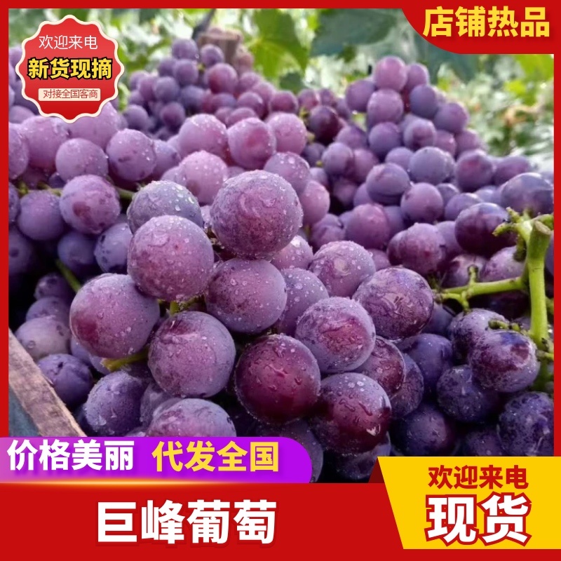 【热卖推荐】河北巨峰葡萄大量上市沙地种植皮薄汁甜一手货源