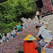 贵州高山脆红李一手货，口感个头都非常好我在场地等你们