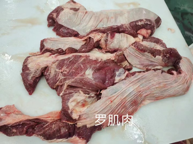 牛罗肌肉