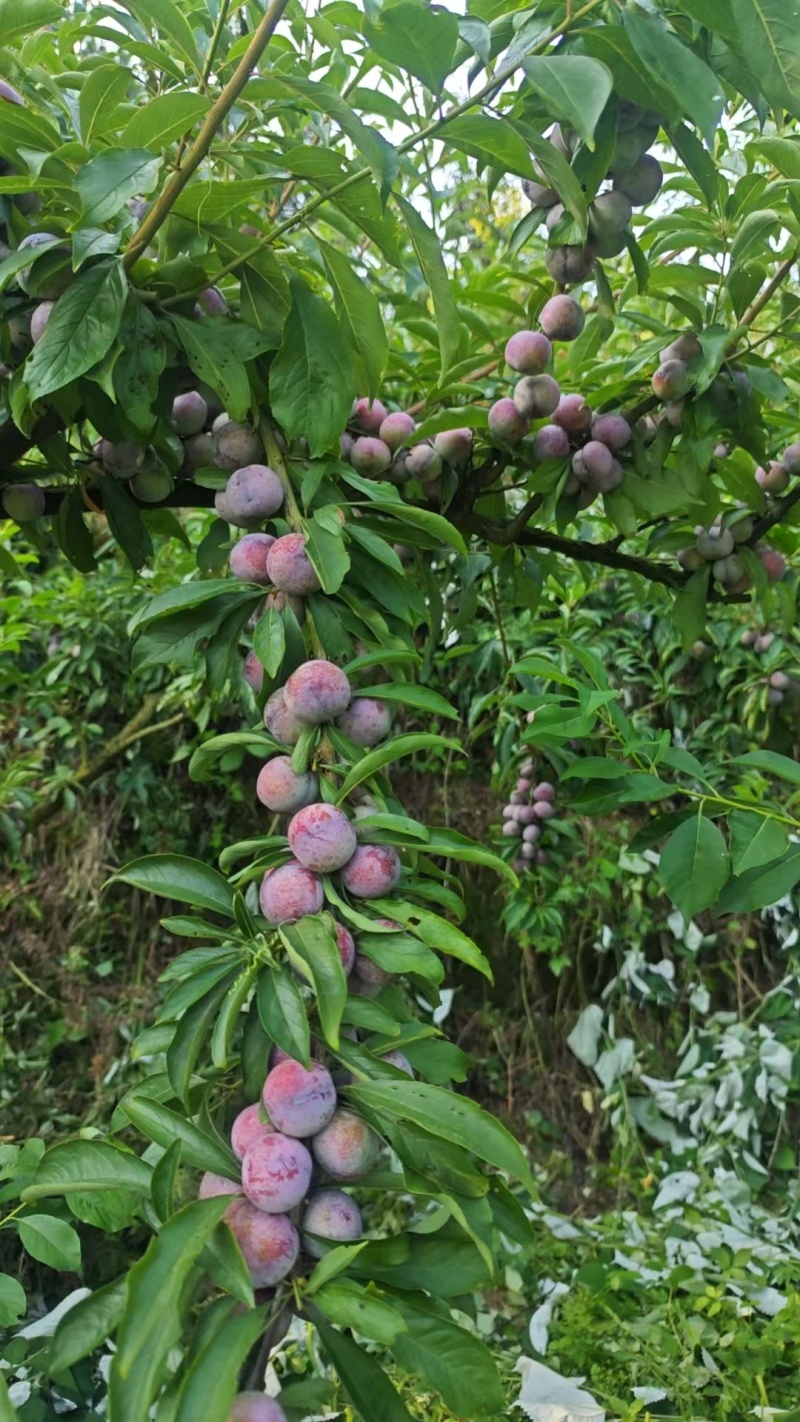 贵州高山脆红李一手货，口感个头都非常好我在场地等你们