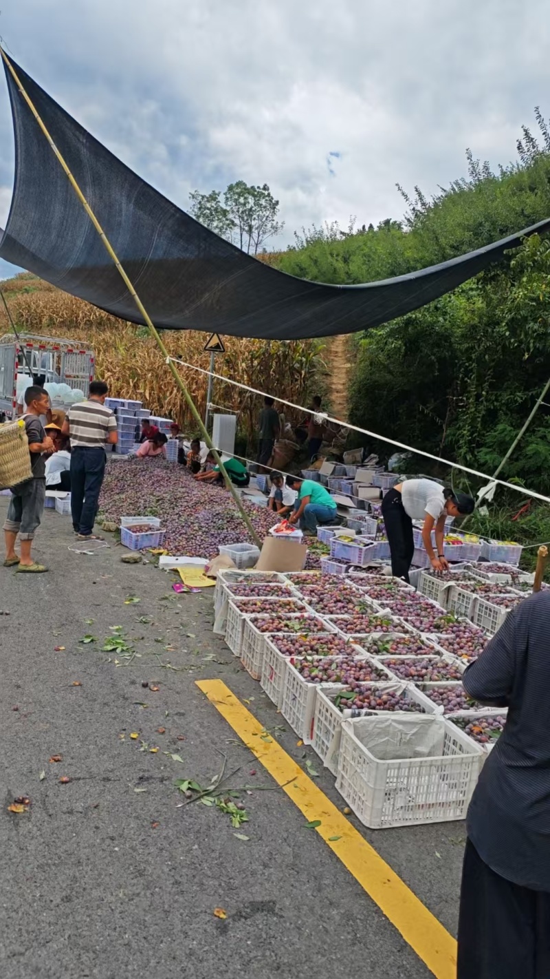 贵州高山脆红李一手货，口感个头都非常好我在场地等你们