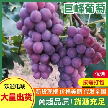 河北巨峰葡萄大量供货中！沙地种植，皮薄汁甜，[产地货源]