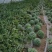精品无籽麒麟