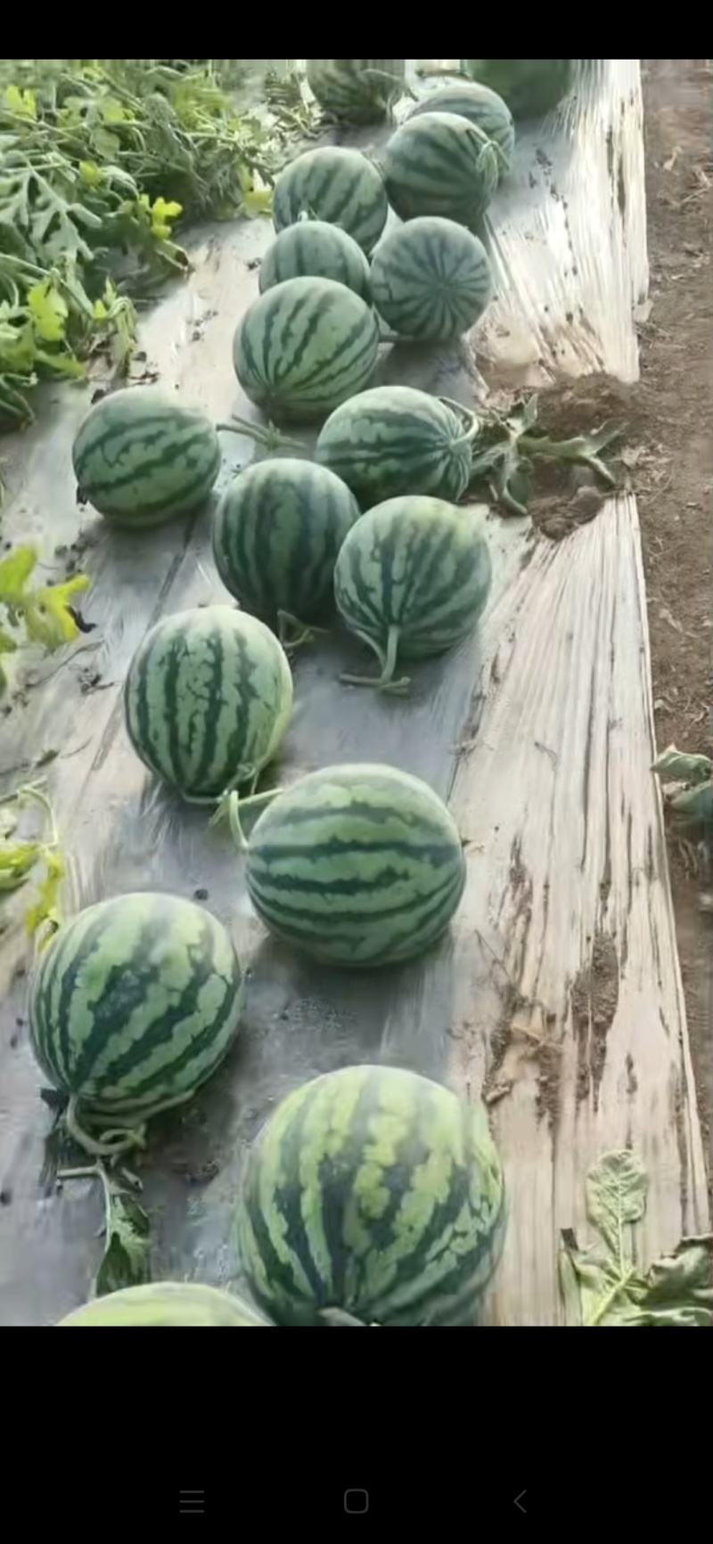 精品无籽麒麟