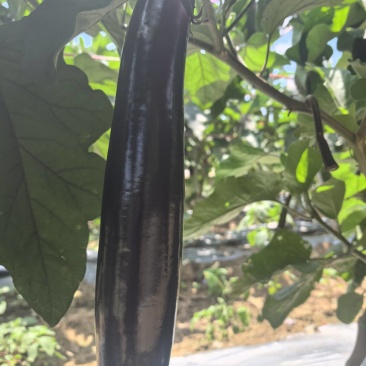 茄子产地直销欢迎老板联系价格美丽