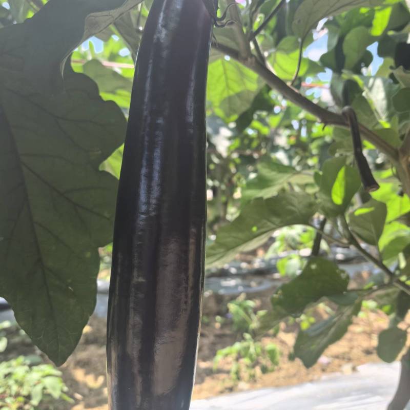 茄子产地直销欢迎老板联系价格美丽