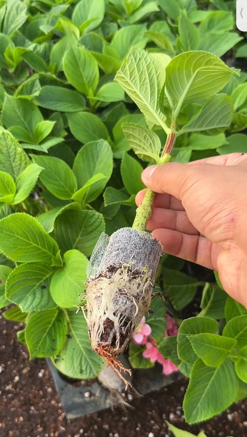 太阳神殿（大花绣球）