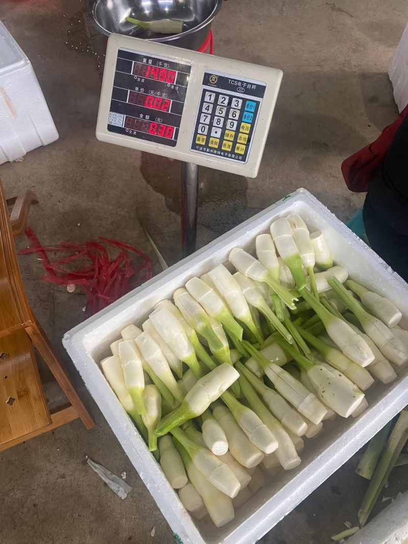 精品茭白货量充足，全国发货，量大从优致电联系