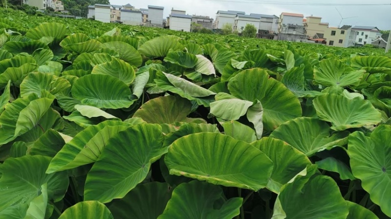 正宗高产荔浦芋头种苗