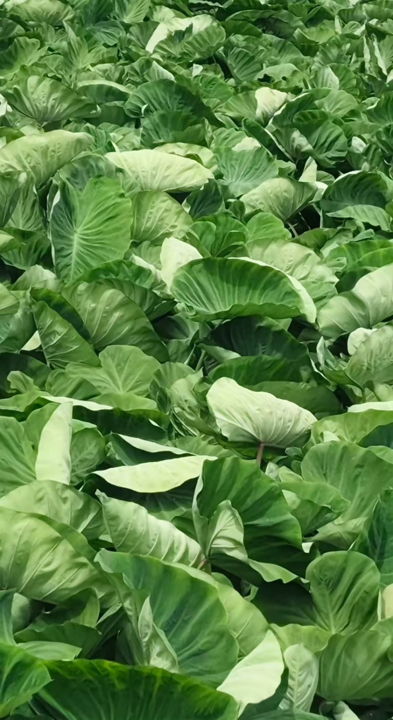 正宗高产荔浦芋头种苗
