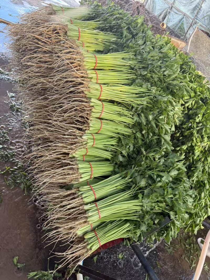 山东香芹、芹菜、供应各大超市、市场、电商、产地大量直发