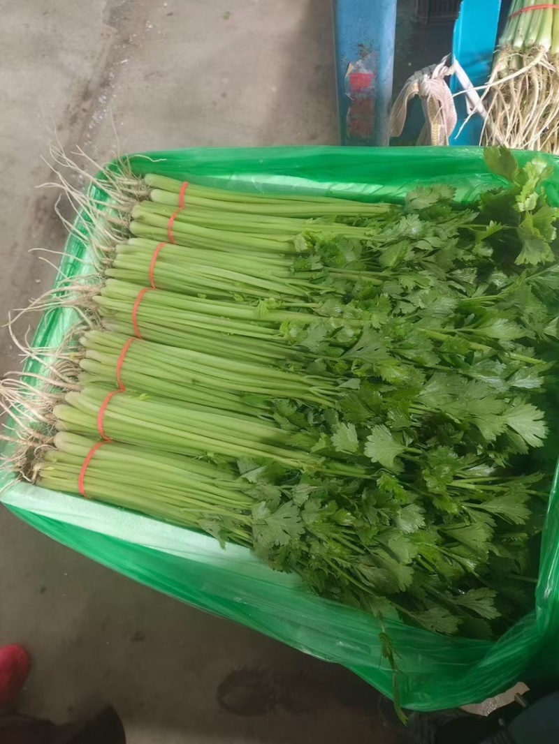 山东香芹、芹菜、供应各大超市、市场、电商、产地大量直发