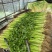 山东香芹、芹菜、供应各大超市、市场、电商、产地大量直发