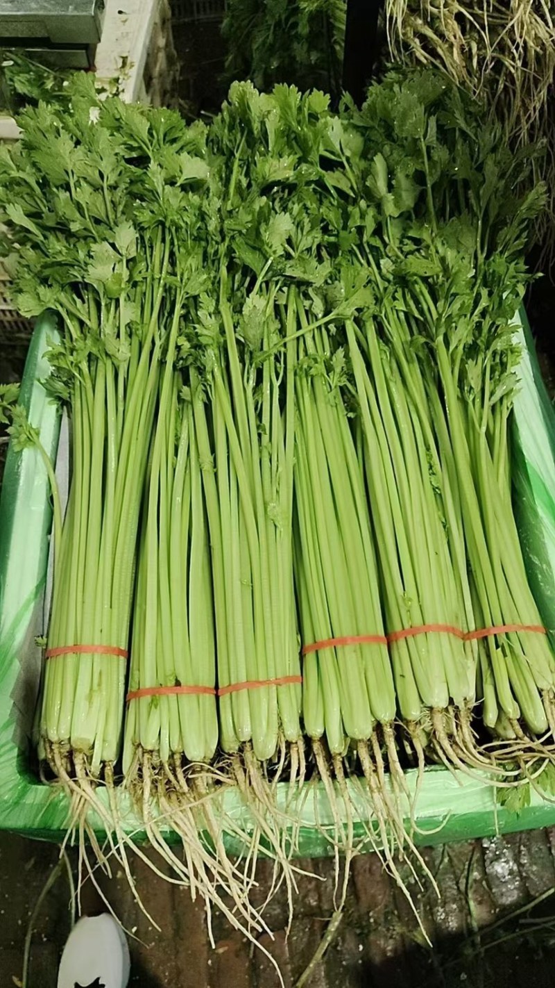 山东香芹、芹菜、供应各大超市、市场、电商、产地大量直发