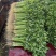 山东香芹、芹菜、供应各大超市、市场、电商、产地大量直发
