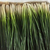 云南小葱产地一手货源大量走货保质保量欢迎随时电话联系