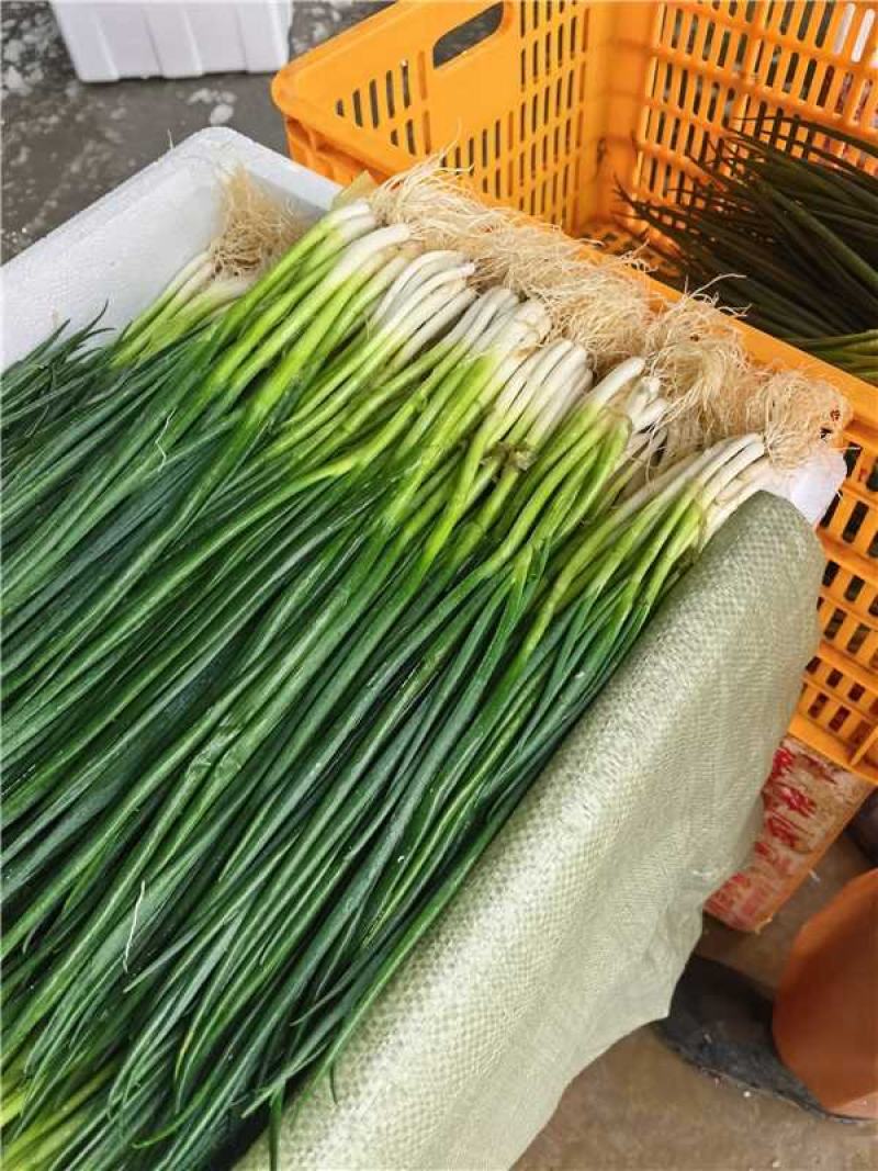 云南小葱产地一手货源大量走货保质保量欢迎随时电话联系