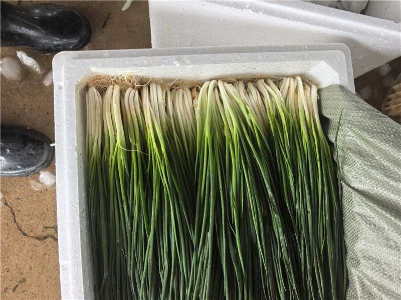 云南小葱产地一手货源大量走货保质保量欢迎随时电话联系