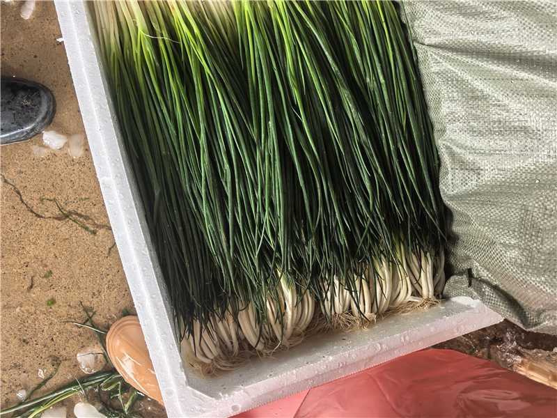 云南小葱产地一手货源大量走货保质保量欢迎随时电话联系
